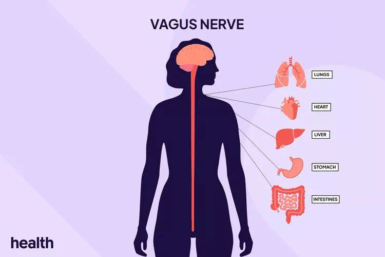 What Is Vagal Tone—and Why Are Wellness Experts Suddenly Talking About It? - Golden Bay Imports USA LLC